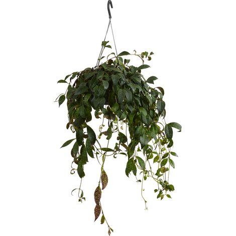 Bloomique - Aeschynanthus Marmoratus - Plante rouge à lèvres - Plante suspendue - Plante d'intérieur - Sans danger pour les animaux - Purificateur d'air - Hauteur 30-40 cm - Pot de 17 cm