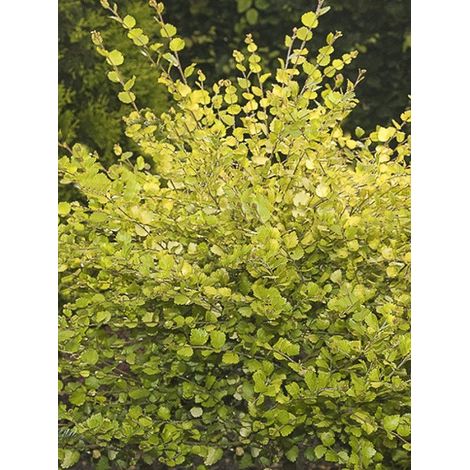 Bouleau nain 'Golden Treasure' Pot de 3L/4L (1/3)