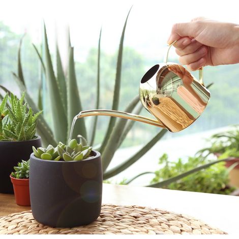Arrosoir en acier inoxydable 500 ml à long bec, idéal pour les plantes d'intérieur et d'extérieur (doré). (1/5)