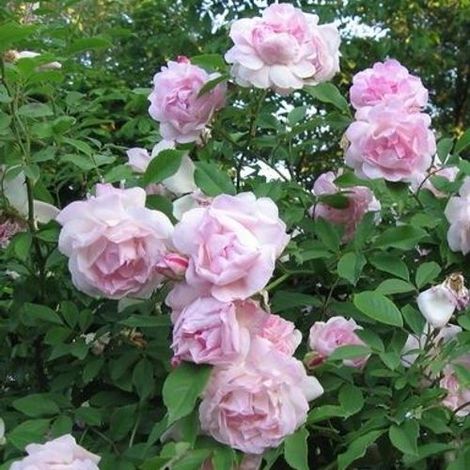 Rosa indica odorata - rosa rosa rampicante - alveolo forestale (1/2)