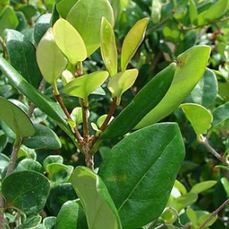Ligustrum japonicum 'Texanum' - 60-80 cm pot (1/4)