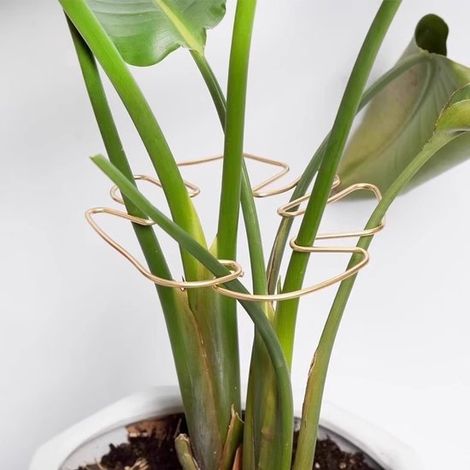 Ensemble de 5 tuteurs pour plantes grimpantes – Tiges métalliques avec anneaux – Support pour plantes d'intérieur – Support pour Monstera et autres plantes grimpantes – Doré (1/5)