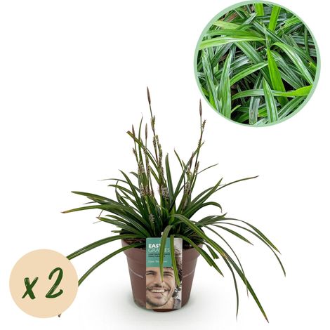 Lot de 2 Carex morrowii Irish Green Graminée Ornementale Persistante Vert et Jaune Pot 17 cm - PANGIVO (1/5)