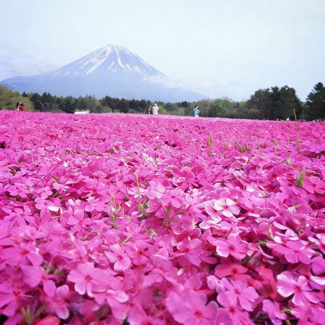 1000 graines de Phlox mousse rose, résistant au froid et à la sécheresse, fleurs de saison pour jardins et espaces extérieurs (1/5)