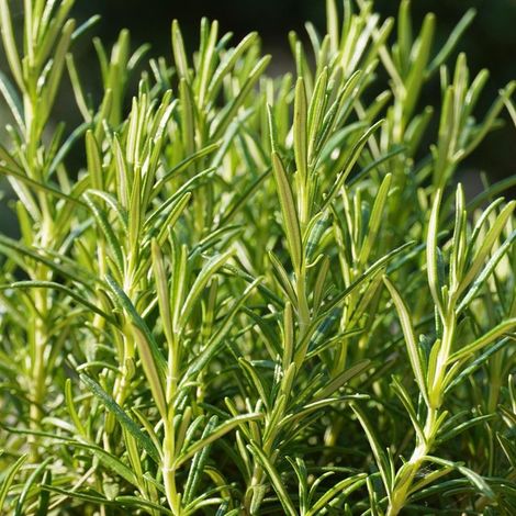 Graines de Romarin 200pcs – Plante Aromatique Vivace Jardin Intérieur Extérieur Plantation Facile (1/5)