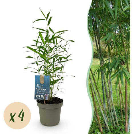 Bambou Fargesia Blue Dragon Non Envahissant - Lot de 4 Plantes Persistantes - Pot 14cm H35cm - PANGIVO (1/5)
