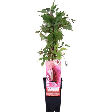 Parthenocissus quinquefolia 'Engelmannii' Vigne vierge grimpante auto-adhésive pot 15 cm hauteur 65 cm feuillage rouge automne - PANGIVO (1/5)