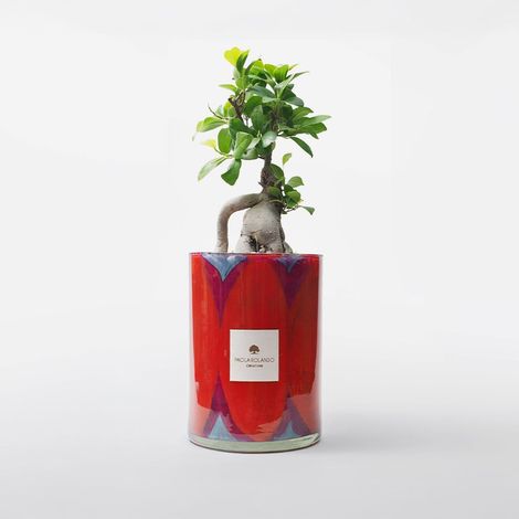 Bonsaï ficus ginseng en pot de verre décoré à la main Diamante H 15 - Rouge