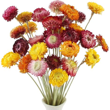 32 Pcs Bouquet Fleurs Séchées Fleur Sechees Decoration Marguerites (1/5)