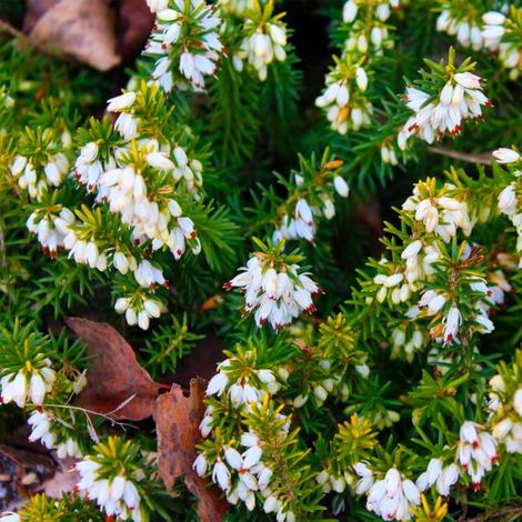 Bruyère cendrée 'Natacha' (Erica cinerea 'Natacha') (1/5)