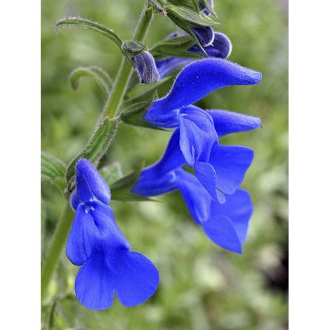 Sauge gentiane Godet de 7/8 cm