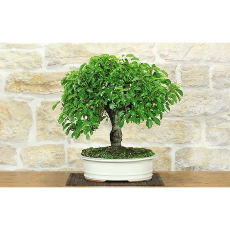 Bonsai di Ciliegio Selvatico (178) (1/5)