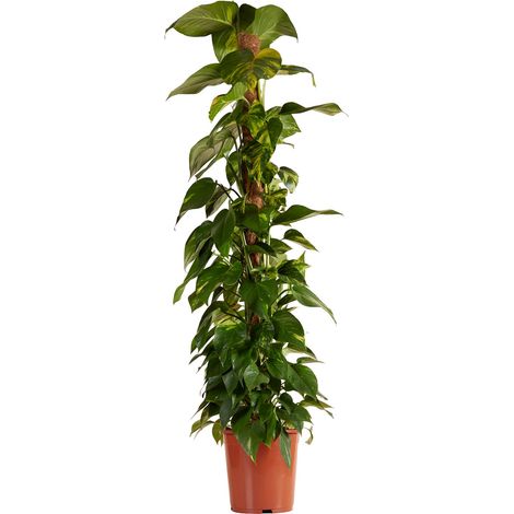 Bloomique - Epipremnum Aureum - Avec tige de mousse - Lierre dragon - Plante grimpante - Plante d'intérieur XXL - Purificateur d'air - Hauteur 140-160 cm - Pot 27 cm