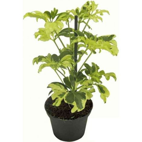 Planta Natural Schefflera Cheflera en Maceta M8