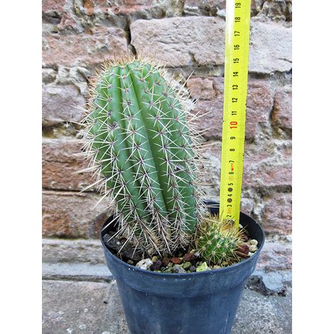 Trichocereus grandiflorus hybrid. ramificato spina corta fiore bianco 15 cm, cactus, pianta grassa