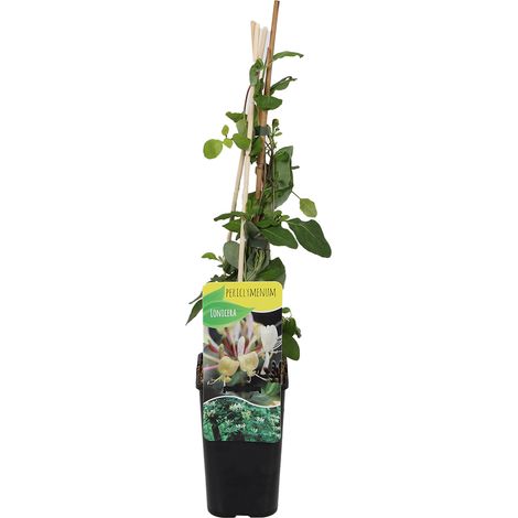Bloomique - Lonicera Periclymenum - Chèvrefeuille sauvage - Jaune - Plantes grimpantes - Plantes de jardin - Rustique - Pot 15cm - Hauteur 70-80 cm