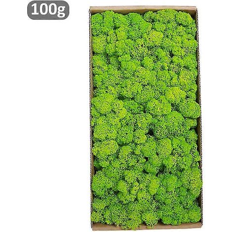 100 g de plantes vertes artificielles, mousse de vie éternelle, plantes naturelles, décoration murale, mini-paysage, loisirs créatifs pour la maison et le jardin.