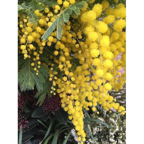 Acacia Dealbata Mimosa 3 talee/cuttings yellow woman day