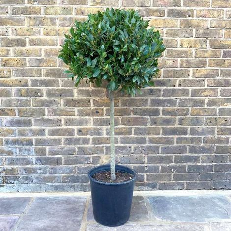 Alloro "Laurus nobilis" pianta aromatica sempreverde ad alberello in vaso 26 cm h. 100/120 cm (1/5)