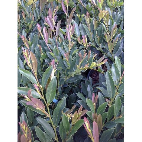 Distylium 'Blue Cascade' Pot de 4L/5L (1/3)