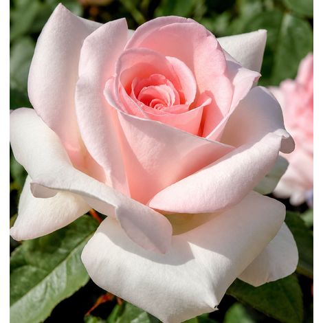Gardenaria Rosa 'Prince Jardinier' - Rosa da giardino - Altezza: 30/40 cm (vaso22) (1/2)