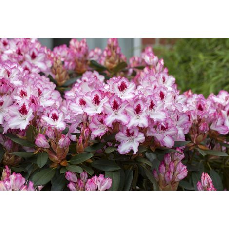 Rhododendron-Hybride 'Hachmann's Charmant'(s) Rhododendron Hybr.'Hachmann's Charmant'-R- C 7,5 40- 50 (1/5)