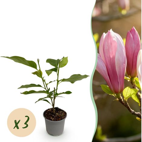 Lot de 3 Magnolias Ricki Arbustes à Fleurs Rose Rouge pour Jardin et Balcon Pot 12 cm H30 cm - PANGIVO (1/5)