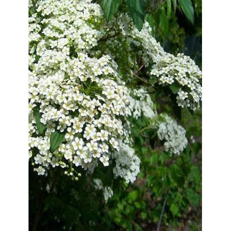 Spirée japonaise 'Albiflora' Godet de 8/9 cm