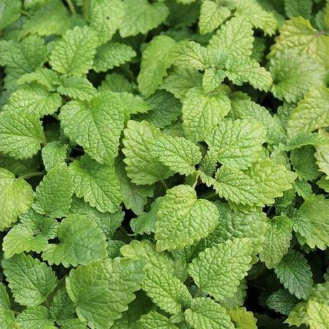 6x Citronnelle - Melissa officinalis - Pot 9x9cm (1/3)