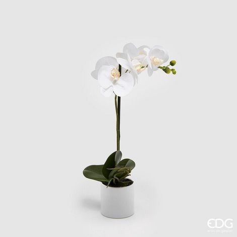 EDG Enzo De Gasperi Orchidea Phalaenopsis Real con Vaso Artificiale H 40 Cm White (1/2)