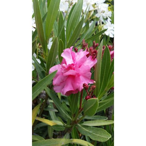 Nerium oleander "rosa doppio" - oleandro - vaso quadro 12x12x20 cm (1/2)