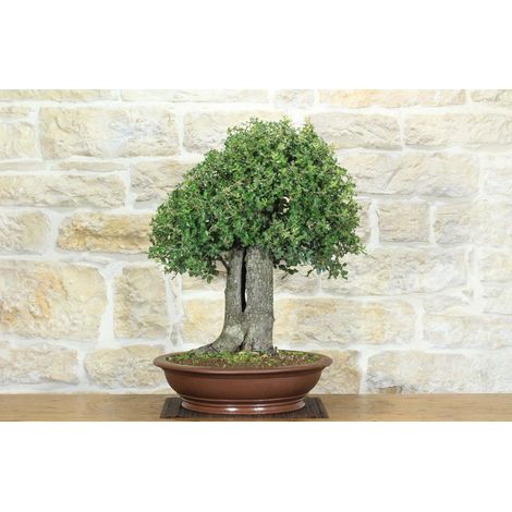 Bonsai di Quercia Spinosa (8) (1/5)