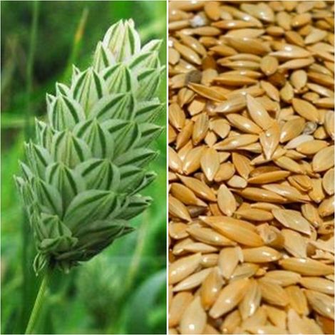 Semillas de Alpiste. Phalaris Canariensis. 250 Gramos