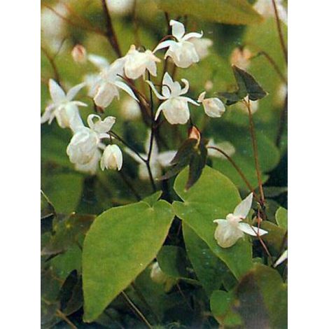 Ancolie des jardins 'Clementine Blue' Godet de 8/9 cm (1/4)