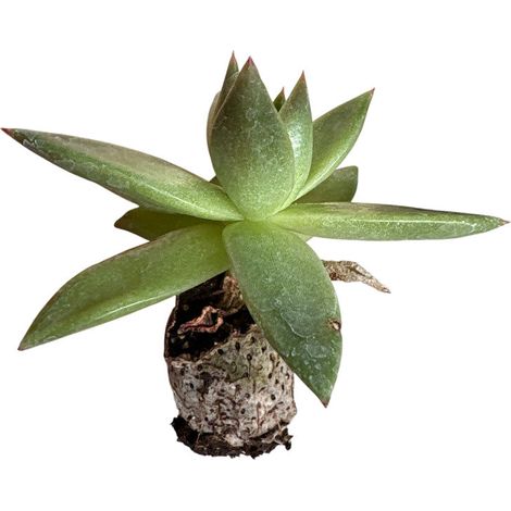 10 piante grasse Rubra - Echeveria Hybrida IN VASO 10