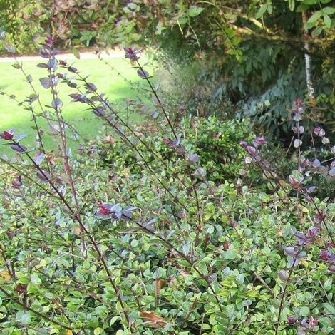 Chèvrefeuille arbustif Red Tips, Lonicera/Pot de 3L - 40/60 cm