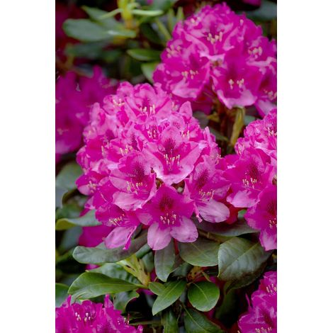 Rhododendron 'Nova Zembla' Rhododendron PG 1 'Nova Zembla' 5L 40- 50 (1/5)