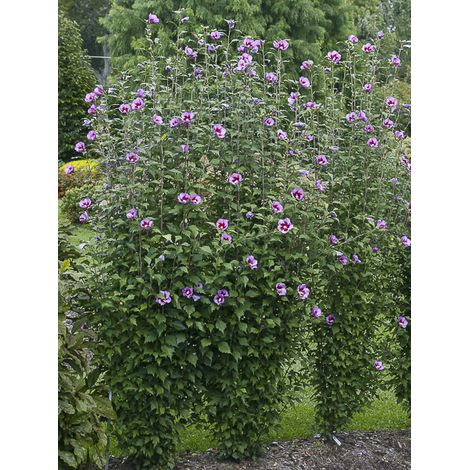 Mauve en arbre 'Flower Tower Purple' Pot de 2L/3L
