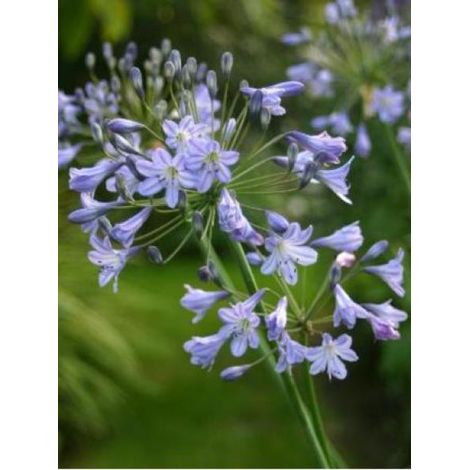 Agapanthe 'Blue Triumphator' Godet de 8/9 cm (1/2)