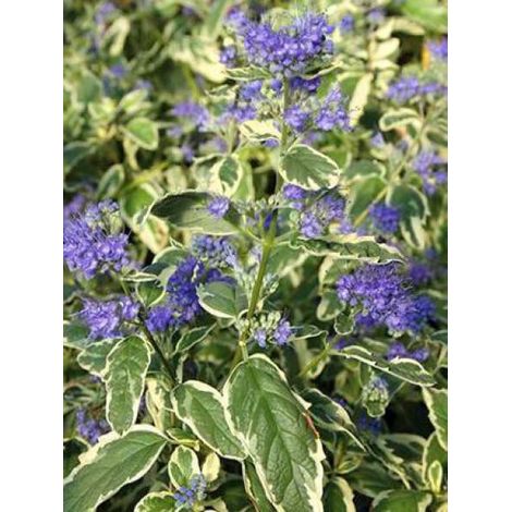 Barbe-bleue, Spirée bleue 'White Surprise'® Pot de 2L/3L