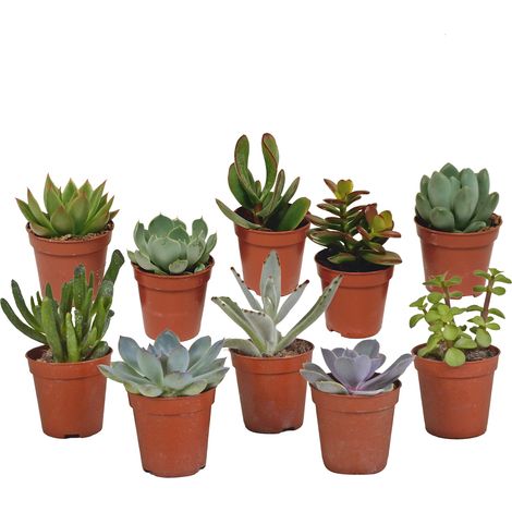 Lot de 10 Succulentes Variées Plantes Grasses Décoratives Ø 5,5 cm - Mix de Formes et Couleurs - PANGIVO (1/5)