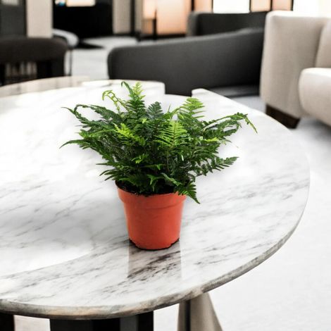 Gardenaria Athyrium spicatum - Pianta da interno ornamentale - Altezza: 25cm (vaso 25) (1/5)