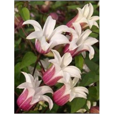Clématite 'Princesse Kate'® 'Zoprika' Pot de 2L/3L