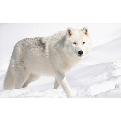 Tableau design loup des neiges, 80x50cm (1/5)