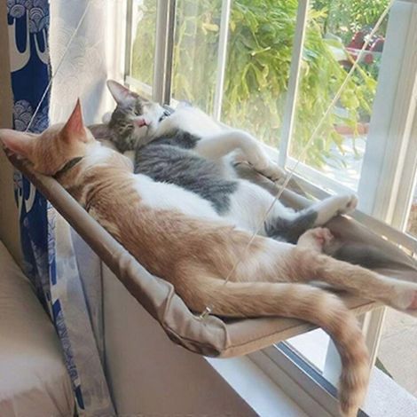 Lit confortable pour chat à poser près de la fenêtre, avec ventouses puissantes et respirant. (1/4)