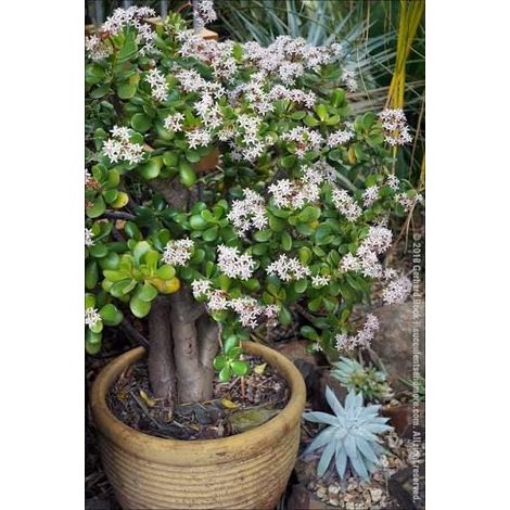 2 cuttings - Crassula Ovata (Jade Plant)