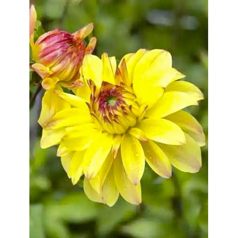 Dahlia anémone 'Parasol' Bulbe calibre I (1/2)