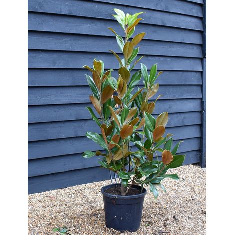 Magnolia grandiflora gallisoniensis pianta sempreverde in vaso ø40 cm h. 120/150 cm (1/4)