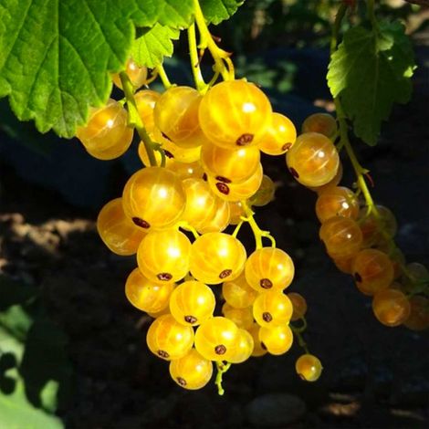 Pépinières Naudet – Groseillier à grappes 'Versaillaise blanche' – Variété productive et auto-fertile – Groseilles blanches juteuses – Rusticité jusqu'à -15°C
