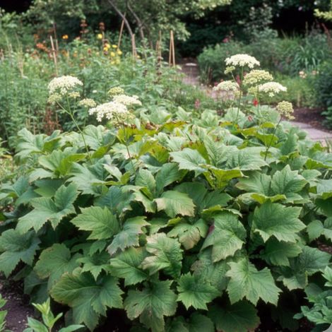 Rodgersia à feuille pennée/Godet - 5/20 cm